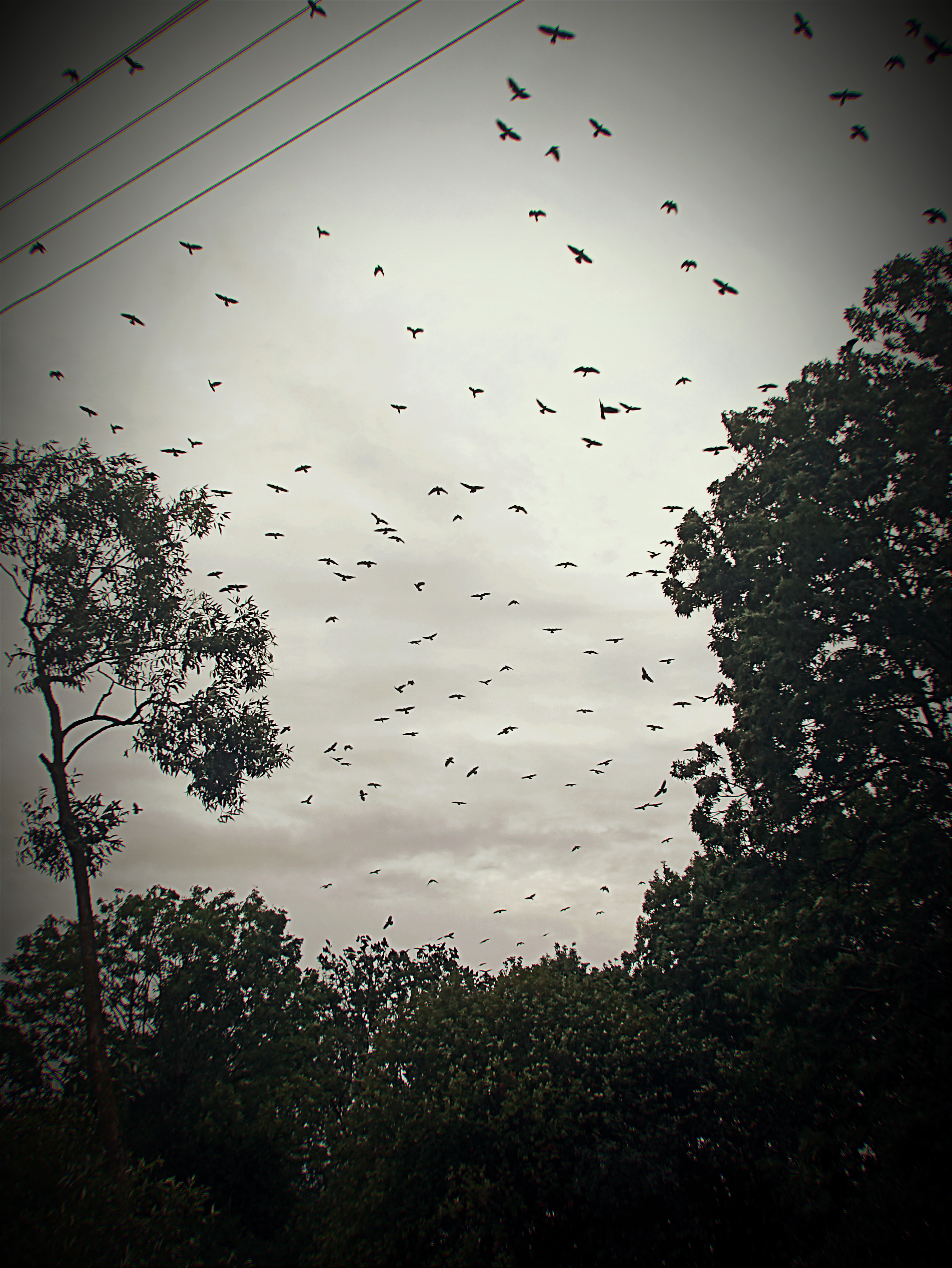 Birds flying